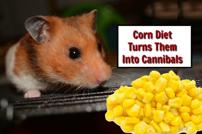 Corn Diet Turns Endangered Hamsters Into Cannibals