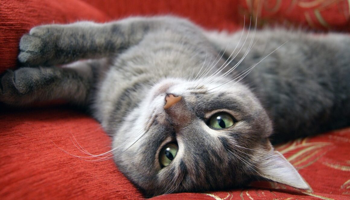 cat-2065710_960_720