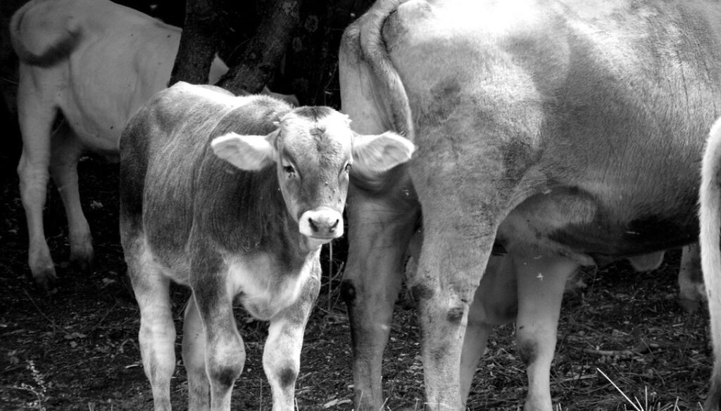 cows-1668120_960_720