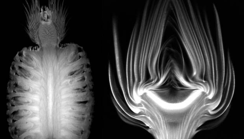 fruits mri