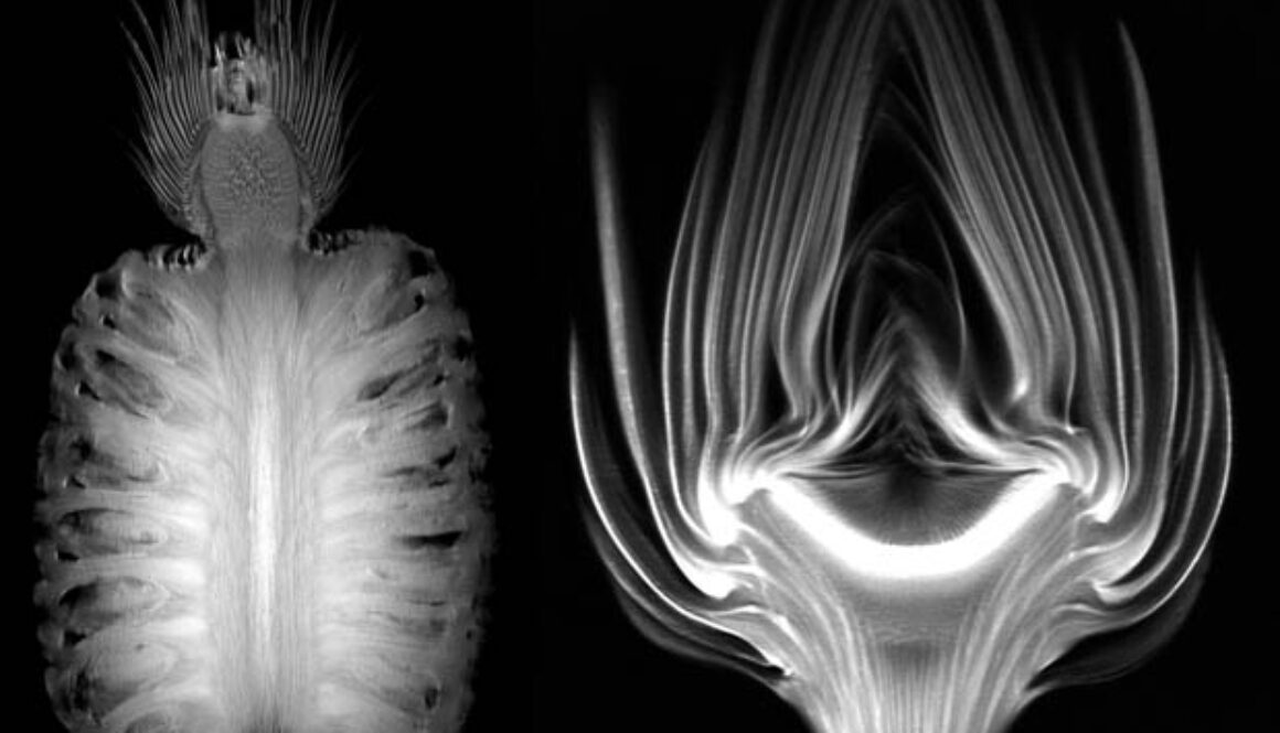 fruits mri