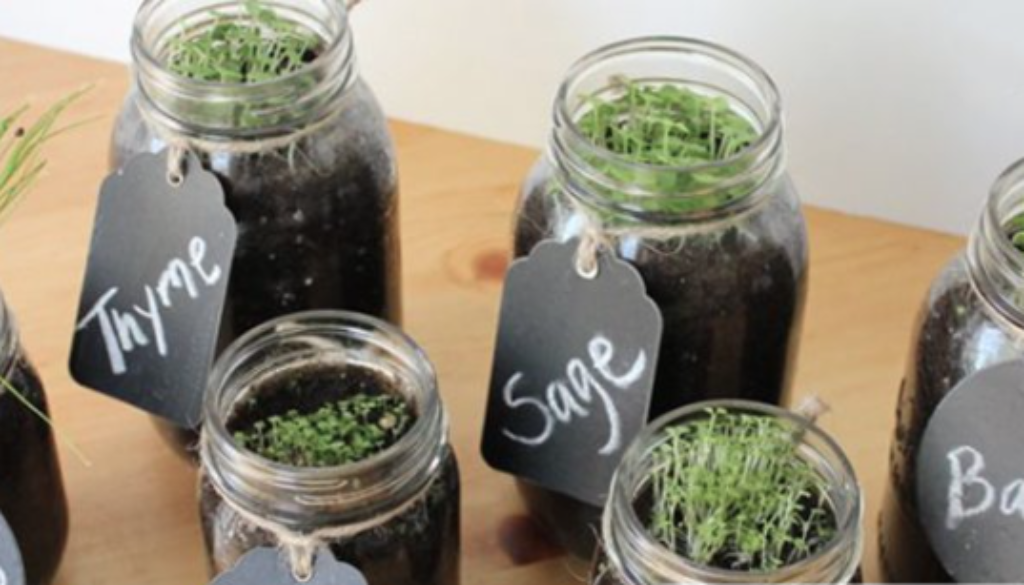 herbs in jars