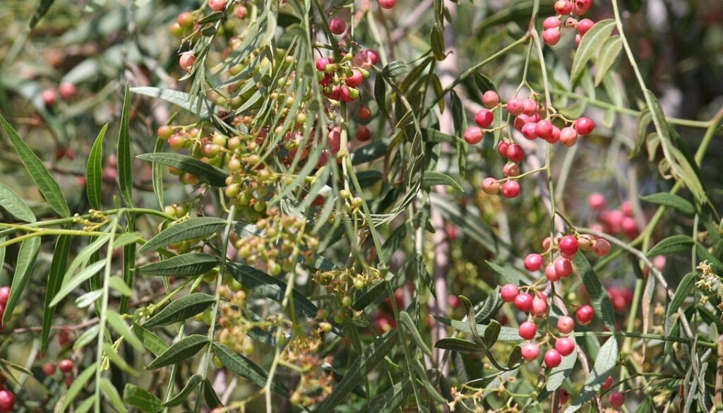 pepper-tree-pixabay