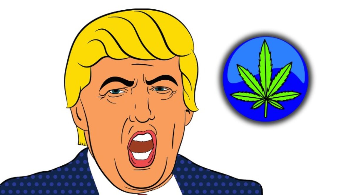 trump marijuana