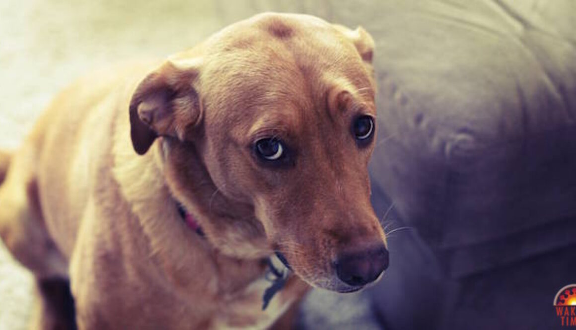 Sad-Dog-1