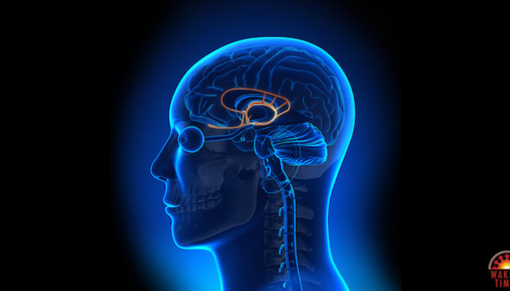 amygdala