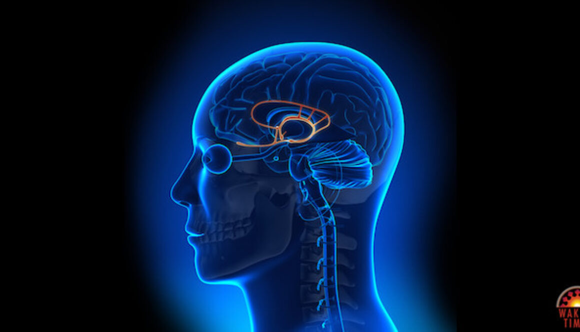 amygdala