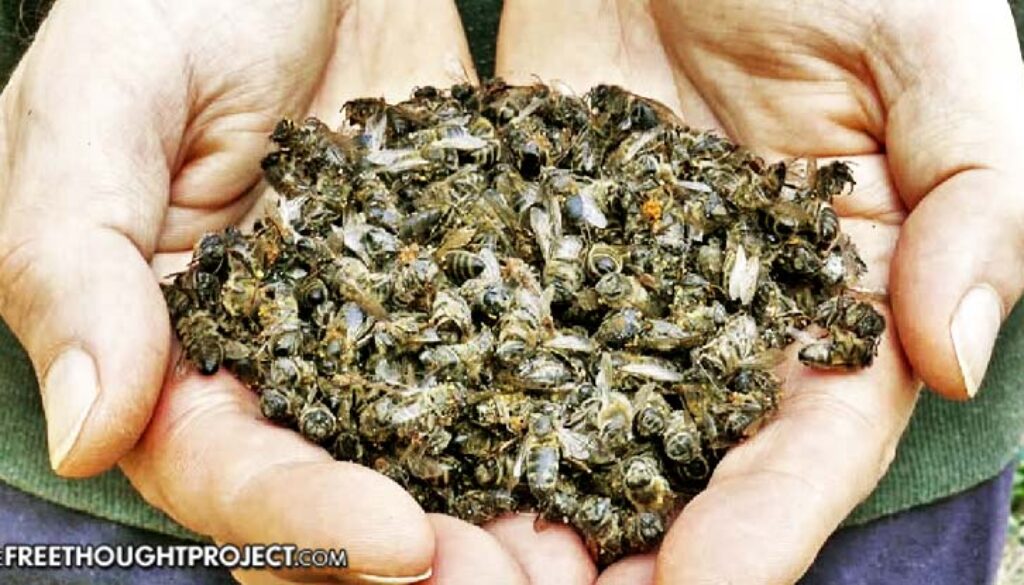 bees