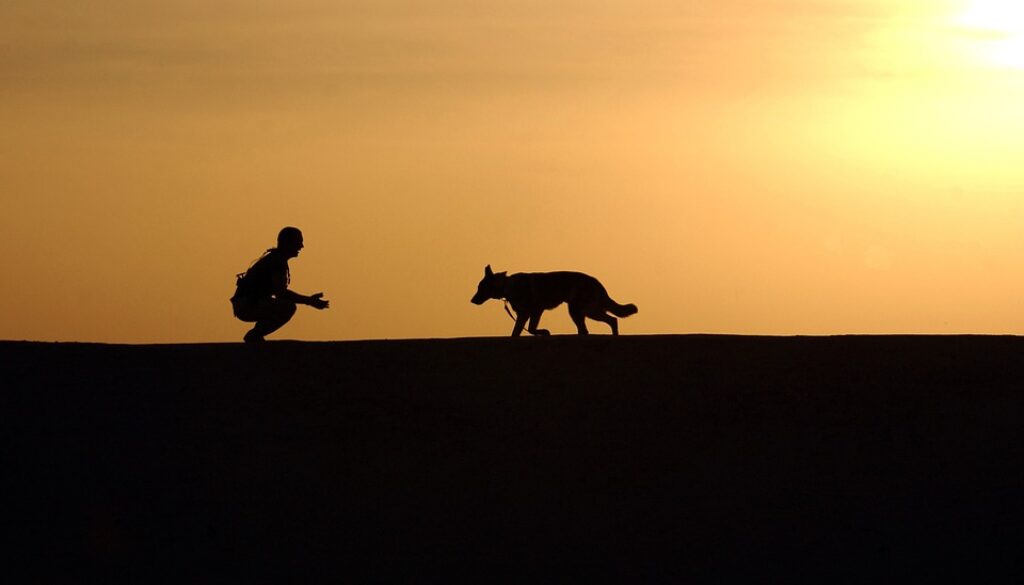 dog-659856_960_720