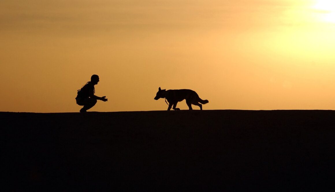 dog-659856_960_720