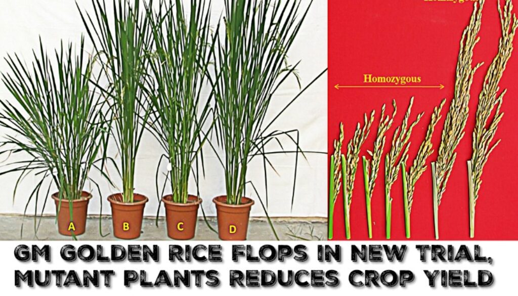 gm golden rice