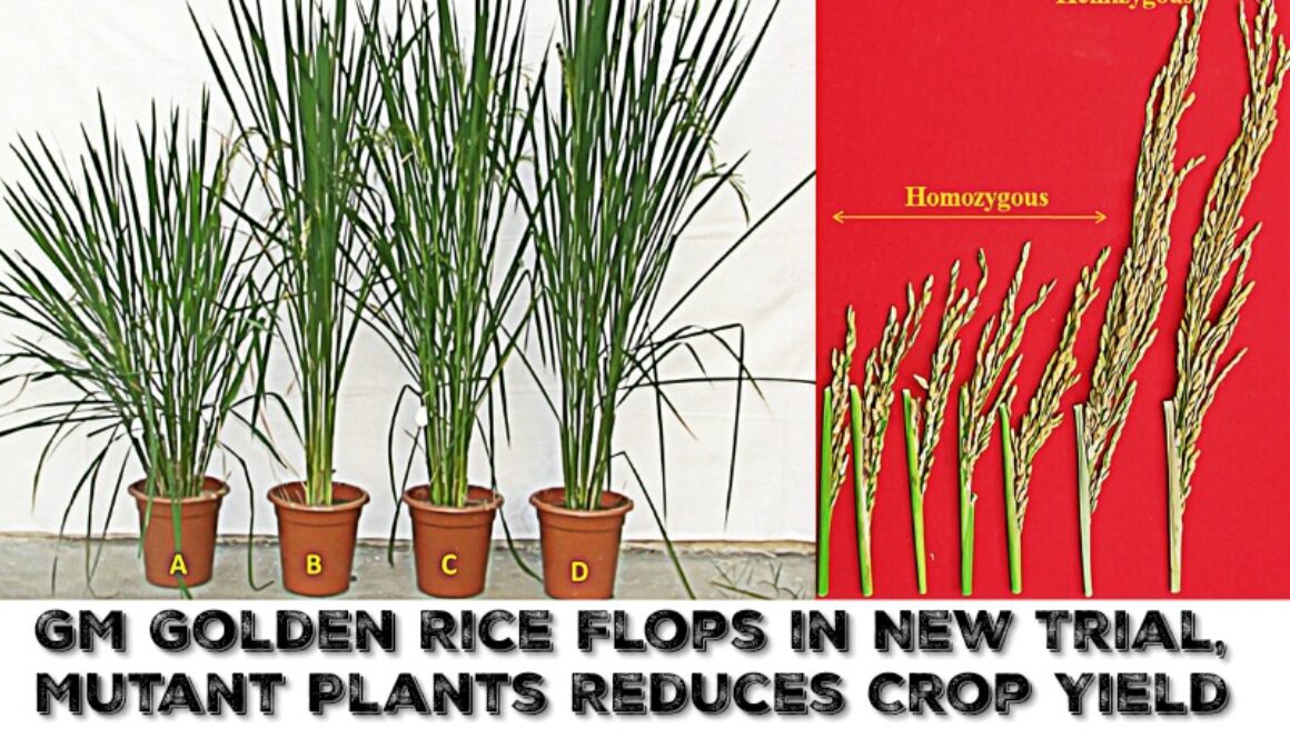 gm golden rice
