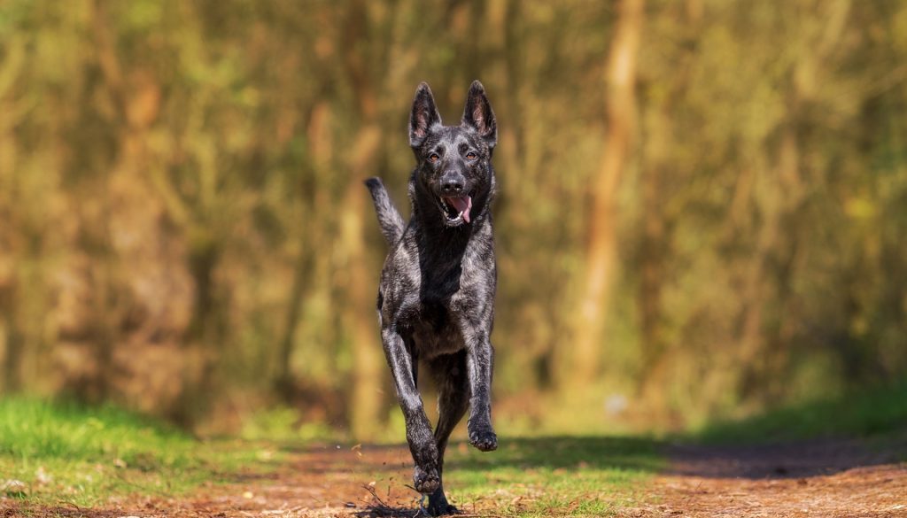 herder-1726406_1280