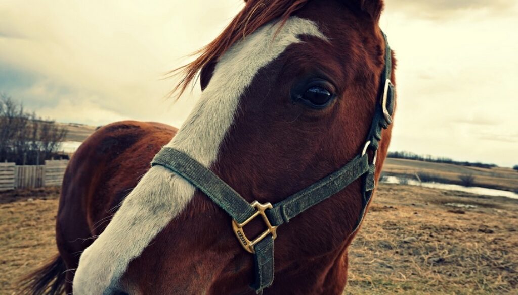 horses-healing