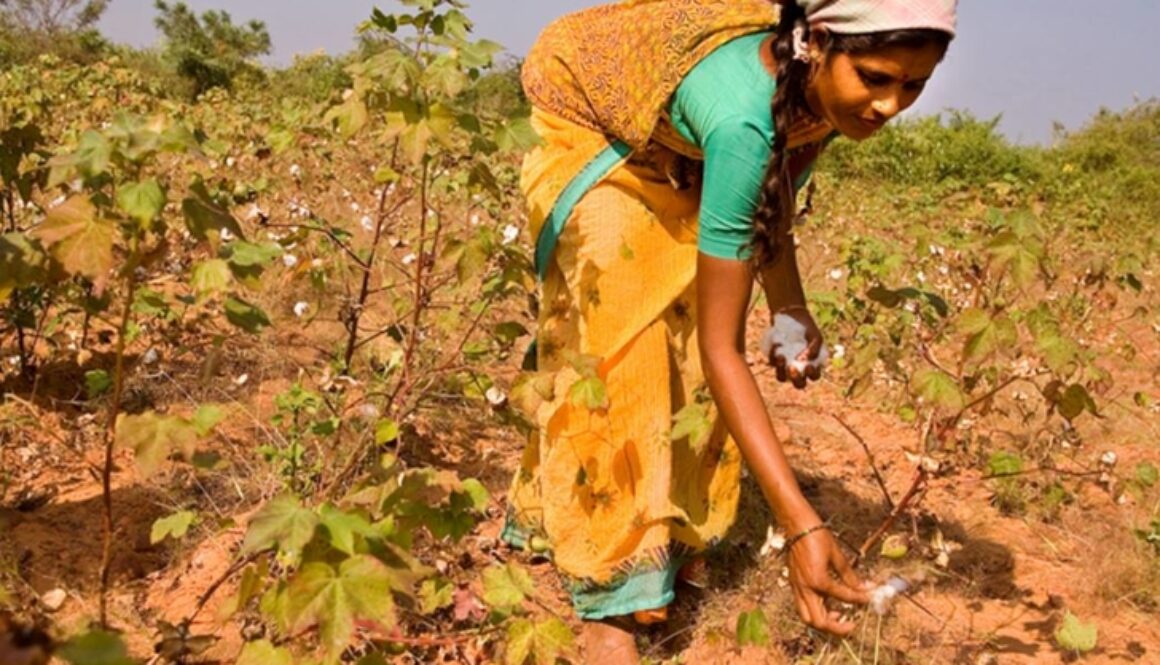 india-rebels-plants-indigenous-cotten-seed