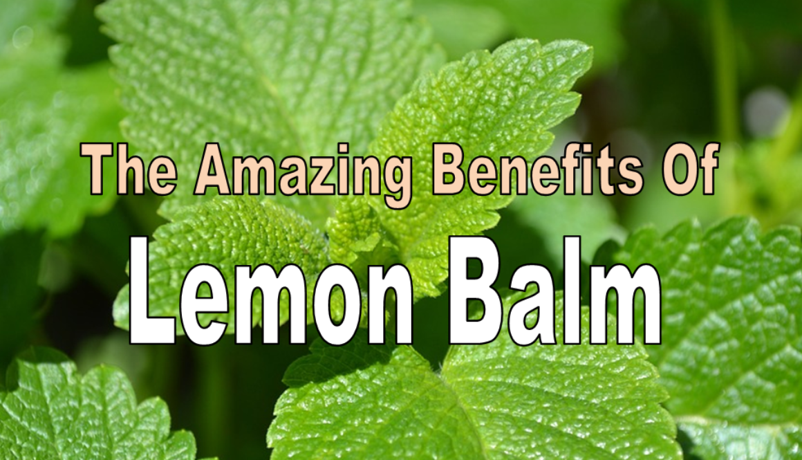 lemon-balm-benefits