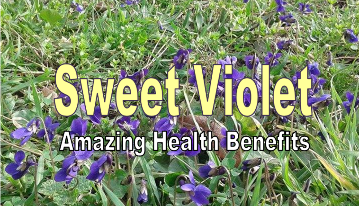 sweet-violet