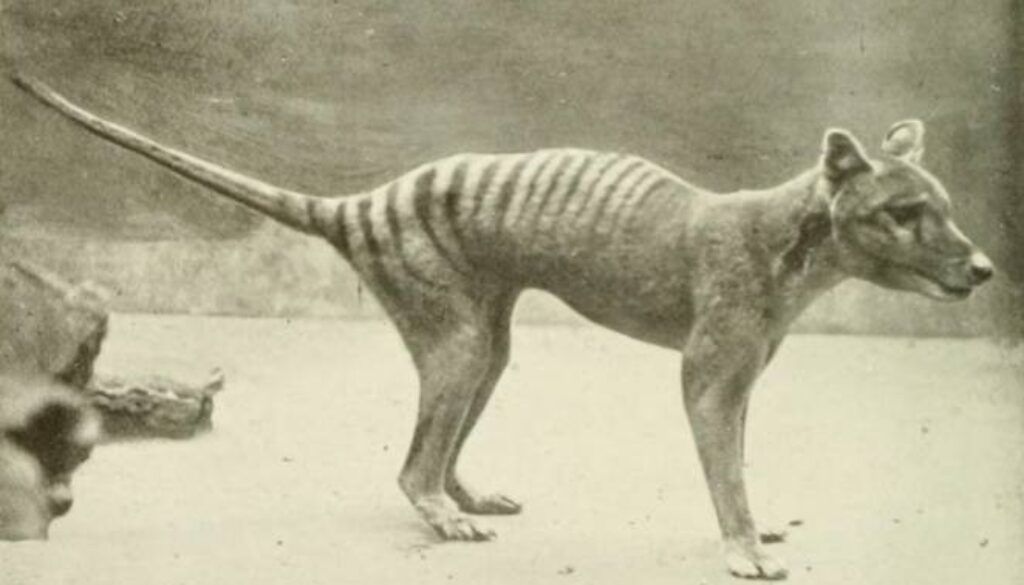 tazmanian-tiger.jpg.662x0_q70_crop-scale