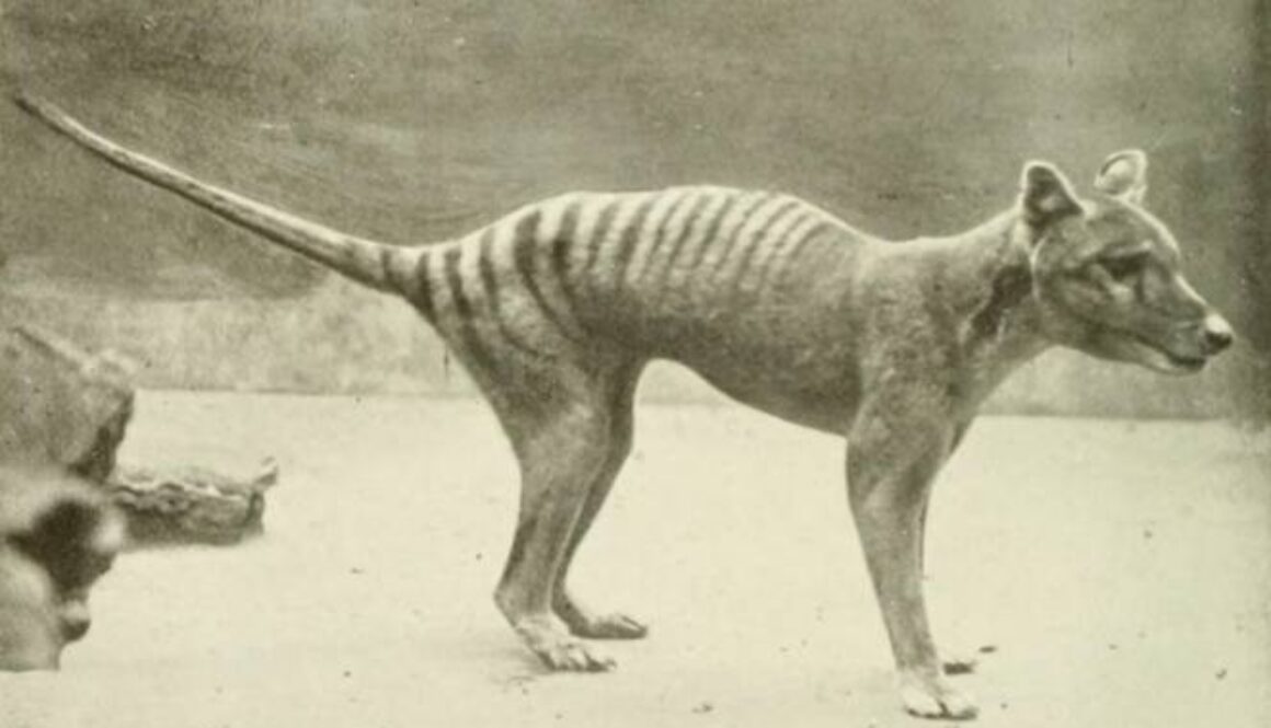 tazmanian-tiger.jpg.662x0_q70_crop-scale