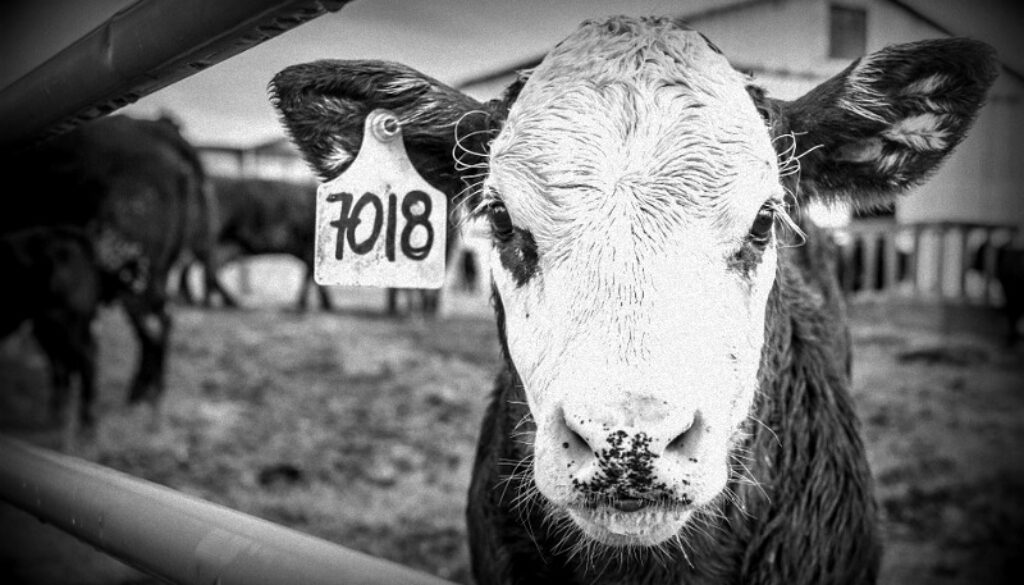 unneccessary antibiotics farms