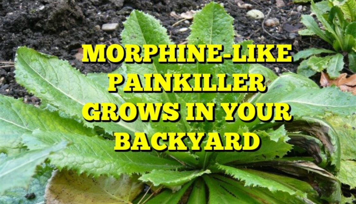 wild lettuce painkiller alternative