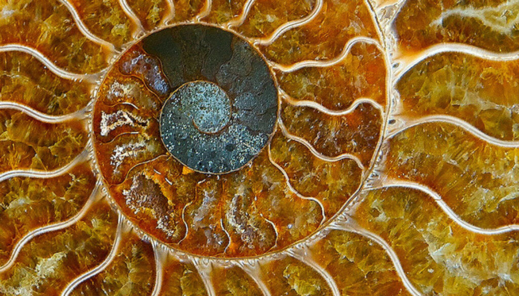 desktopfossil