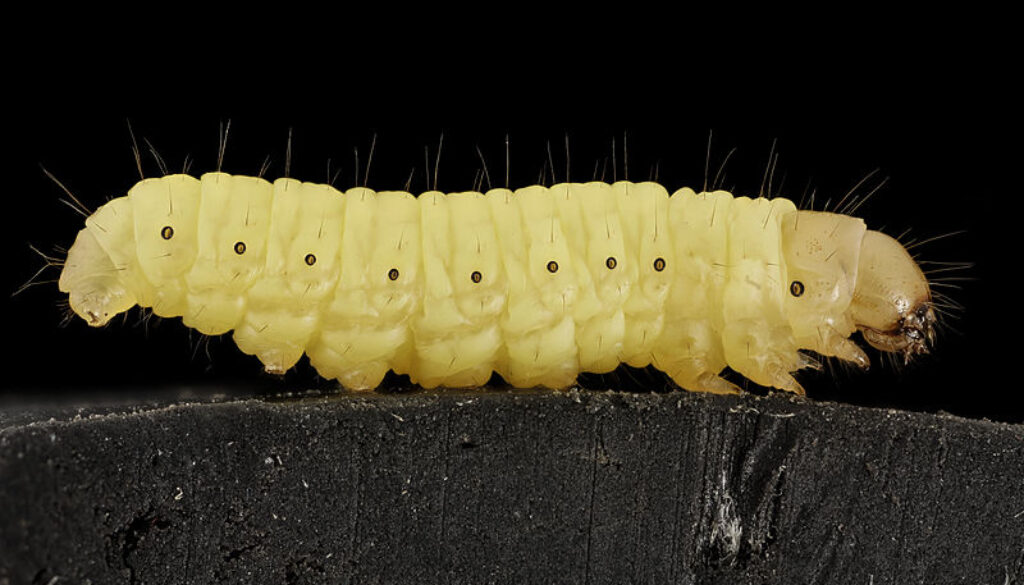 800px-Wax_worm,_U,_Maryland,_side_2015-07-13-13.01.17_ZS_PMax