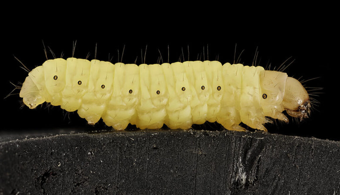 800px-Wax_worm,_U,_Maryland,_side_2015-07-13-13.01.17_ZS_PMax