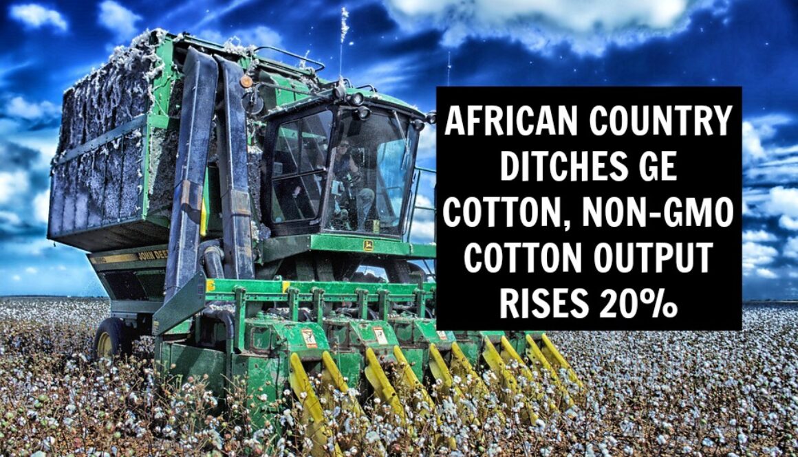 NON-GMO COTTON