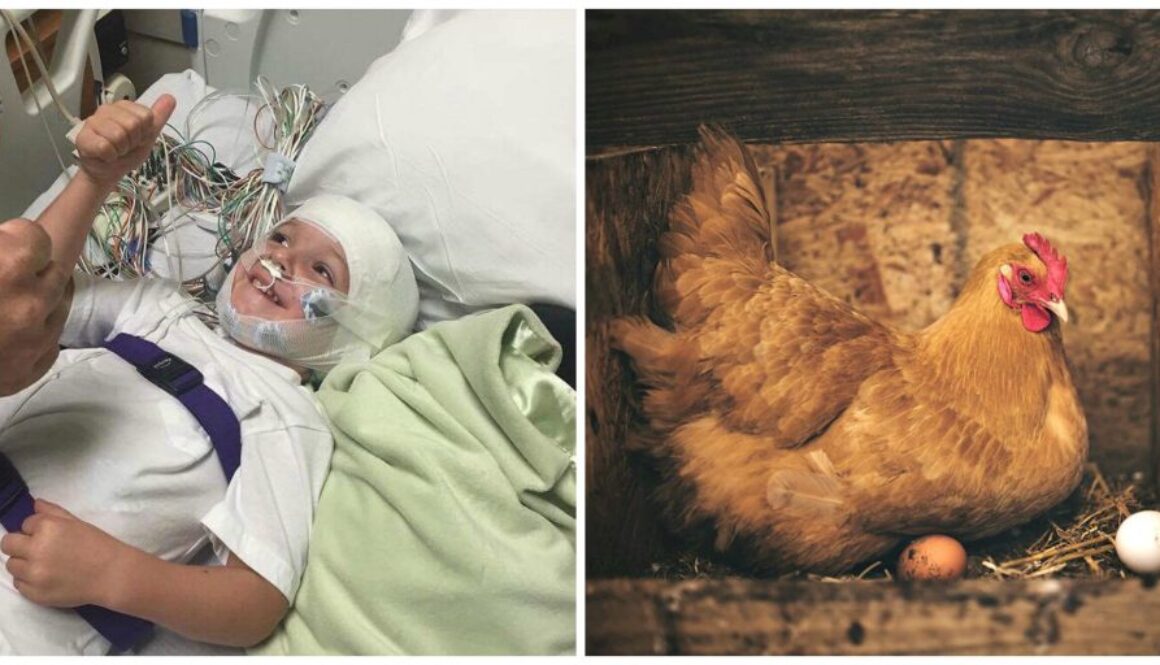 backyard chickens