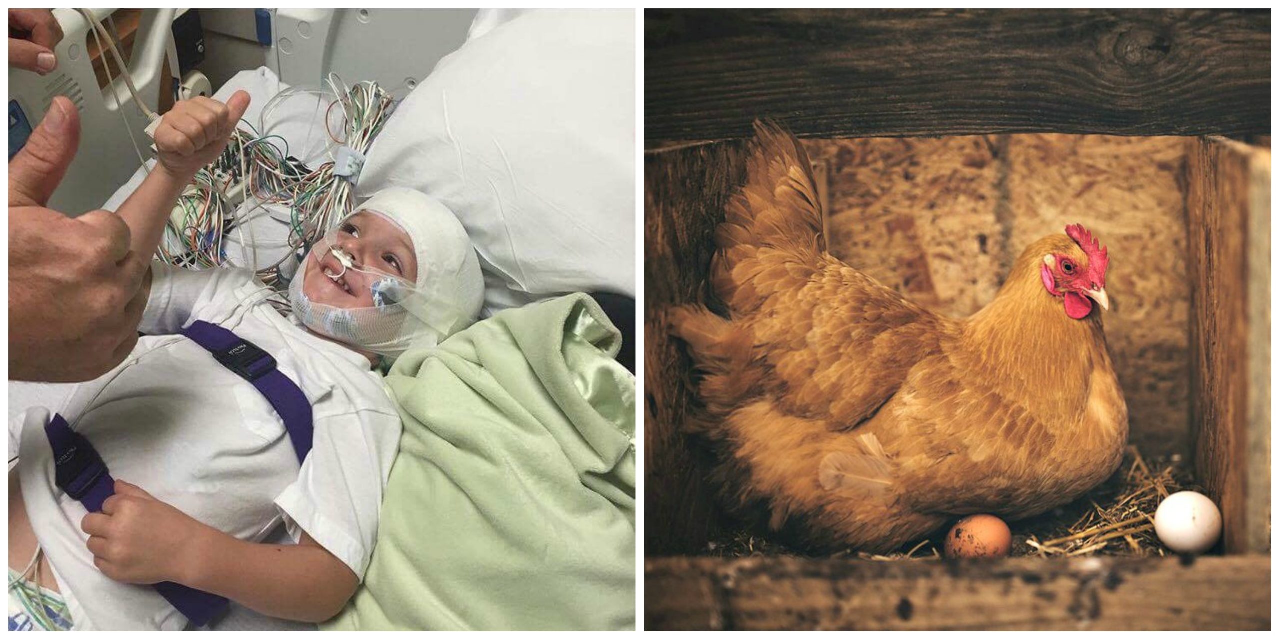 backyard chickens