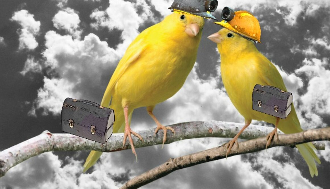 canary 3