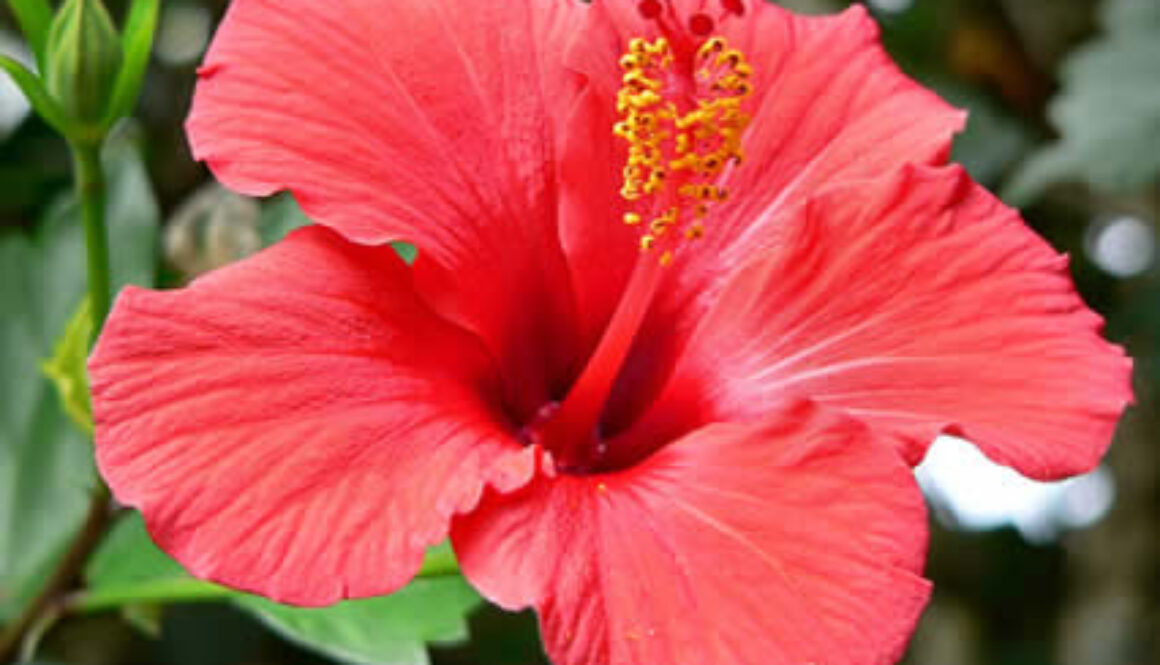 hibiscus