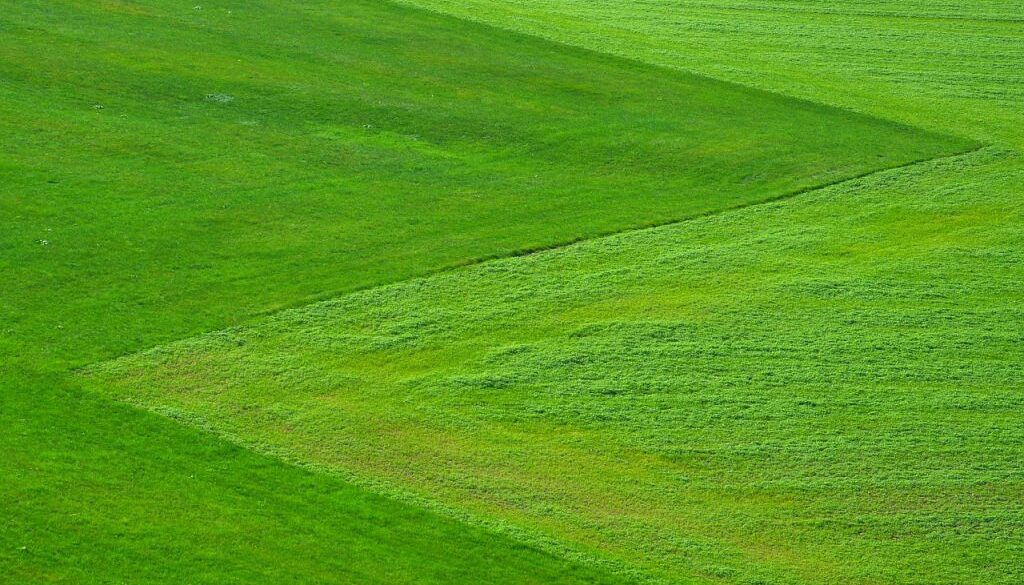 meadow-196567_1280