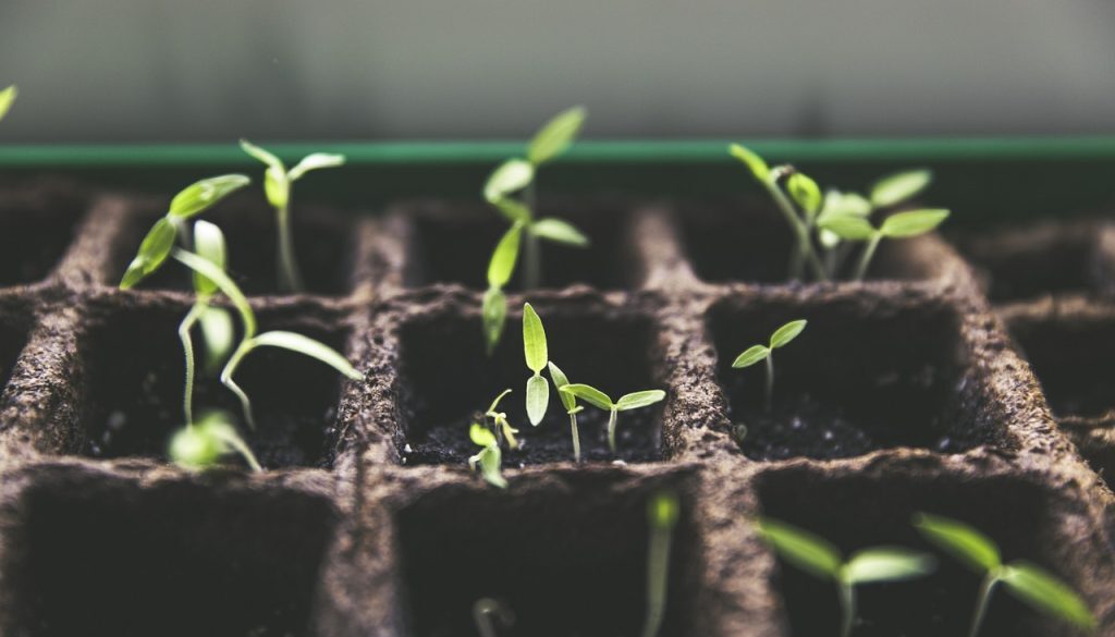plant-1474807_1280
