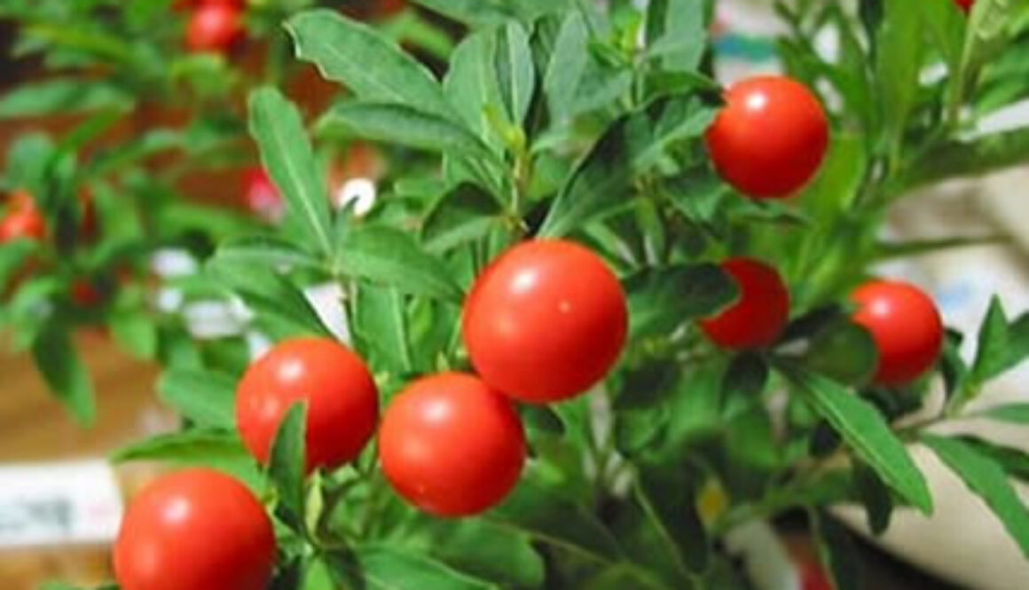 wintercherry-1
