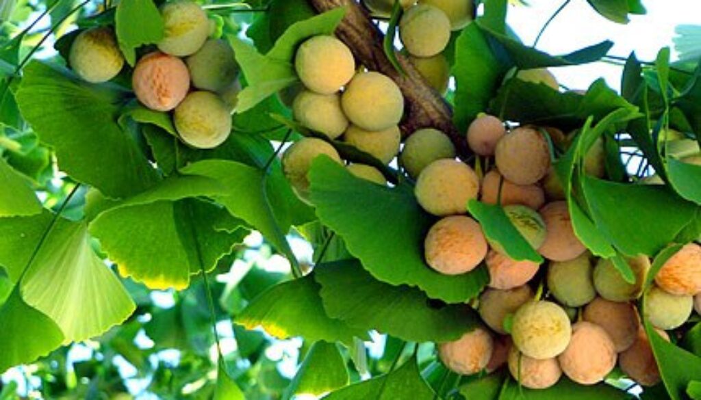 Gingko Biloba Prevent Disease
