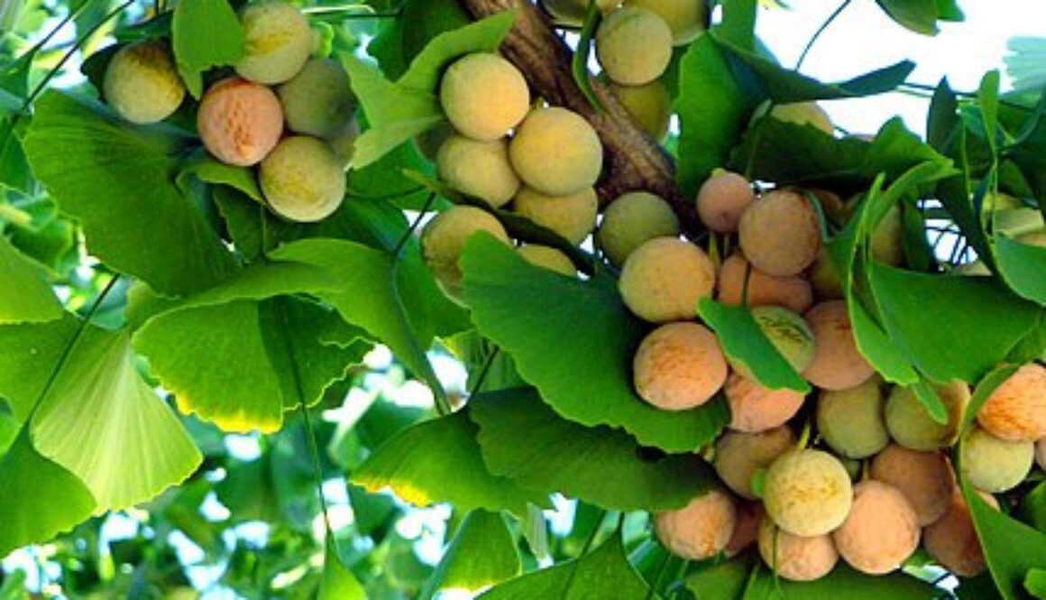 Gingko Biloba Prevent Disease