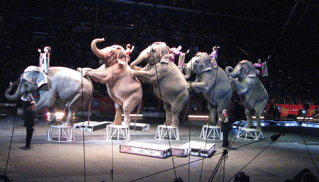 800px-ElephantsRinglingBrothersCircus2008