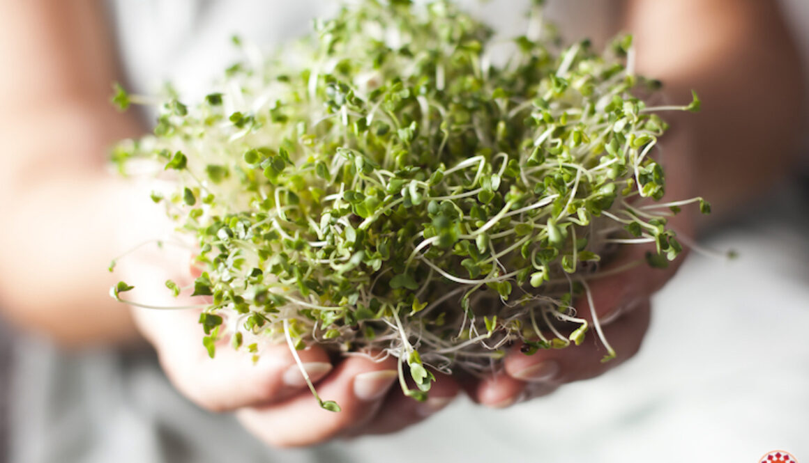 Broccoli-Sprouts