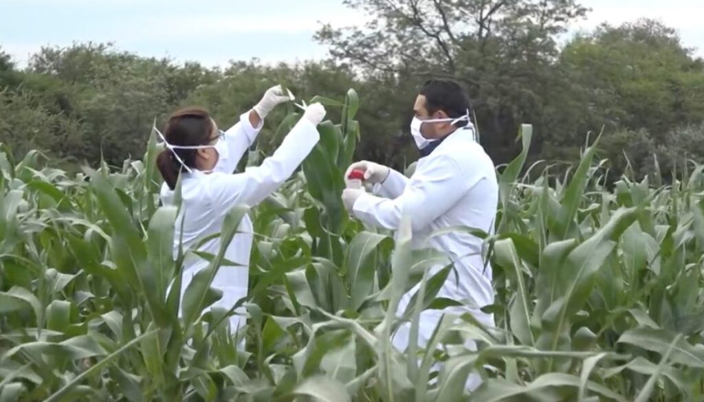 Scientists_testing_for_illegal_GM_maize_found_growing_in_Bolivia_1200x600