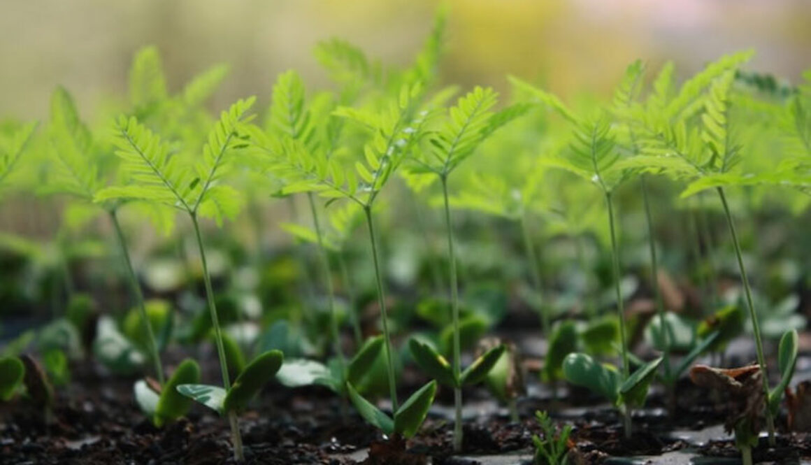 Tree-Seedlings