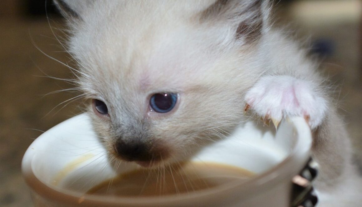 cat coffee