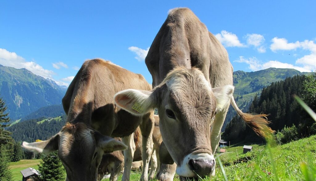 cows-cow-203460_960_720.jpg