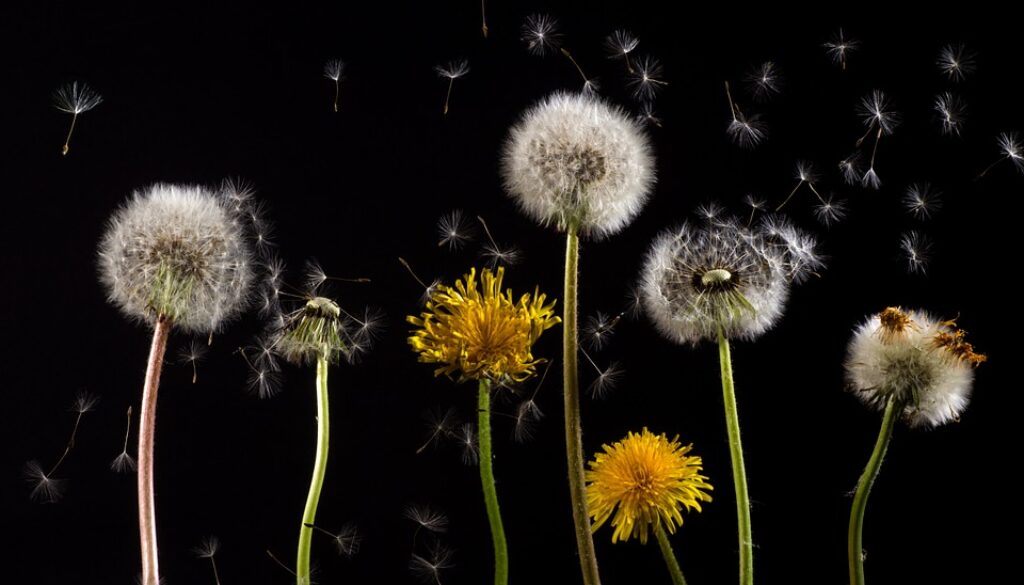 dandelion-761104_960_720