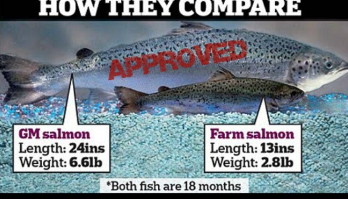 gmo fish