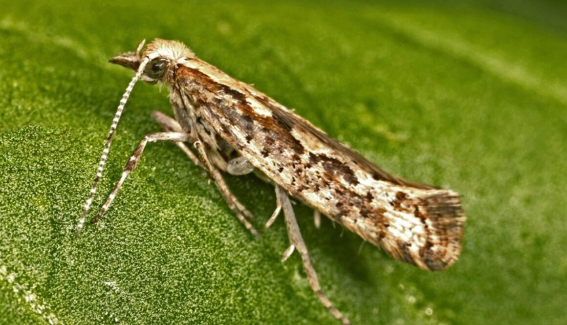 gmo moths