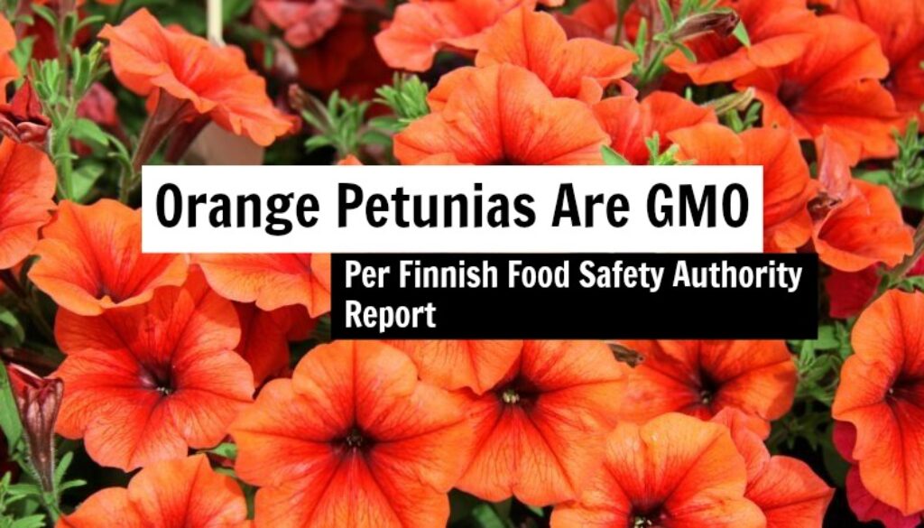 gmo orange petunia