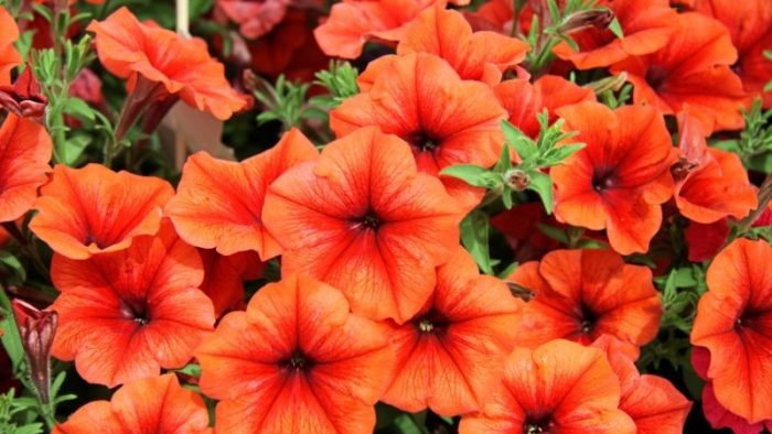 Orange Petunias Are GMO Per Finnish Food Safety Authority Report