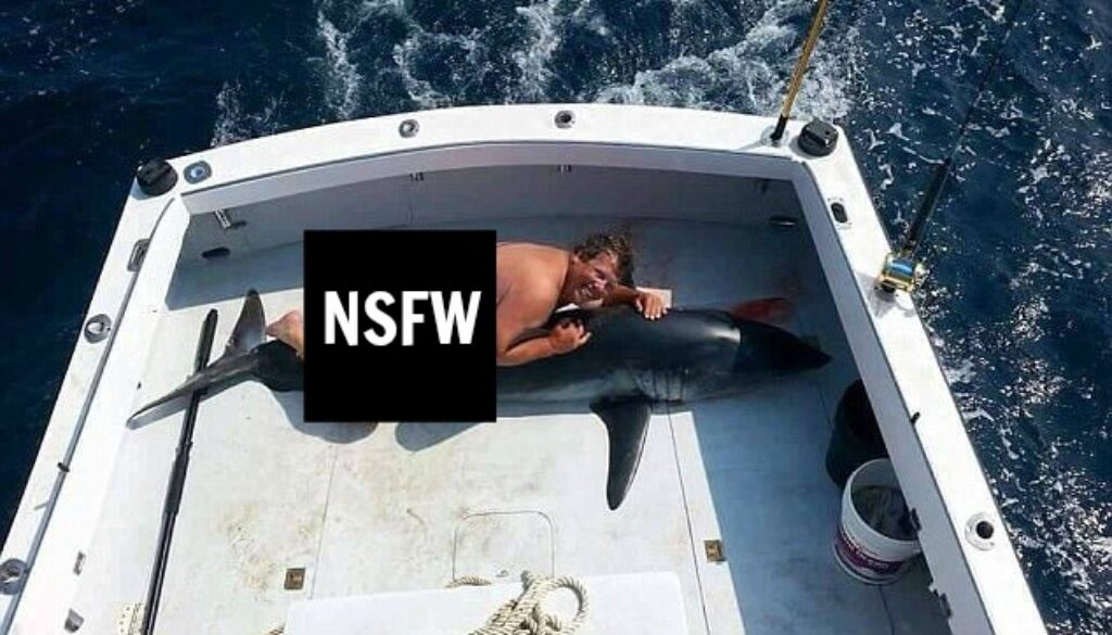 jimmy johns dolphin